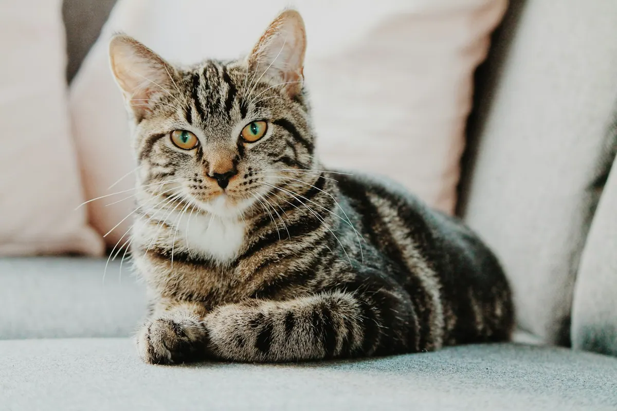 Cat water fountain cleaning and filter routine for better maintenance