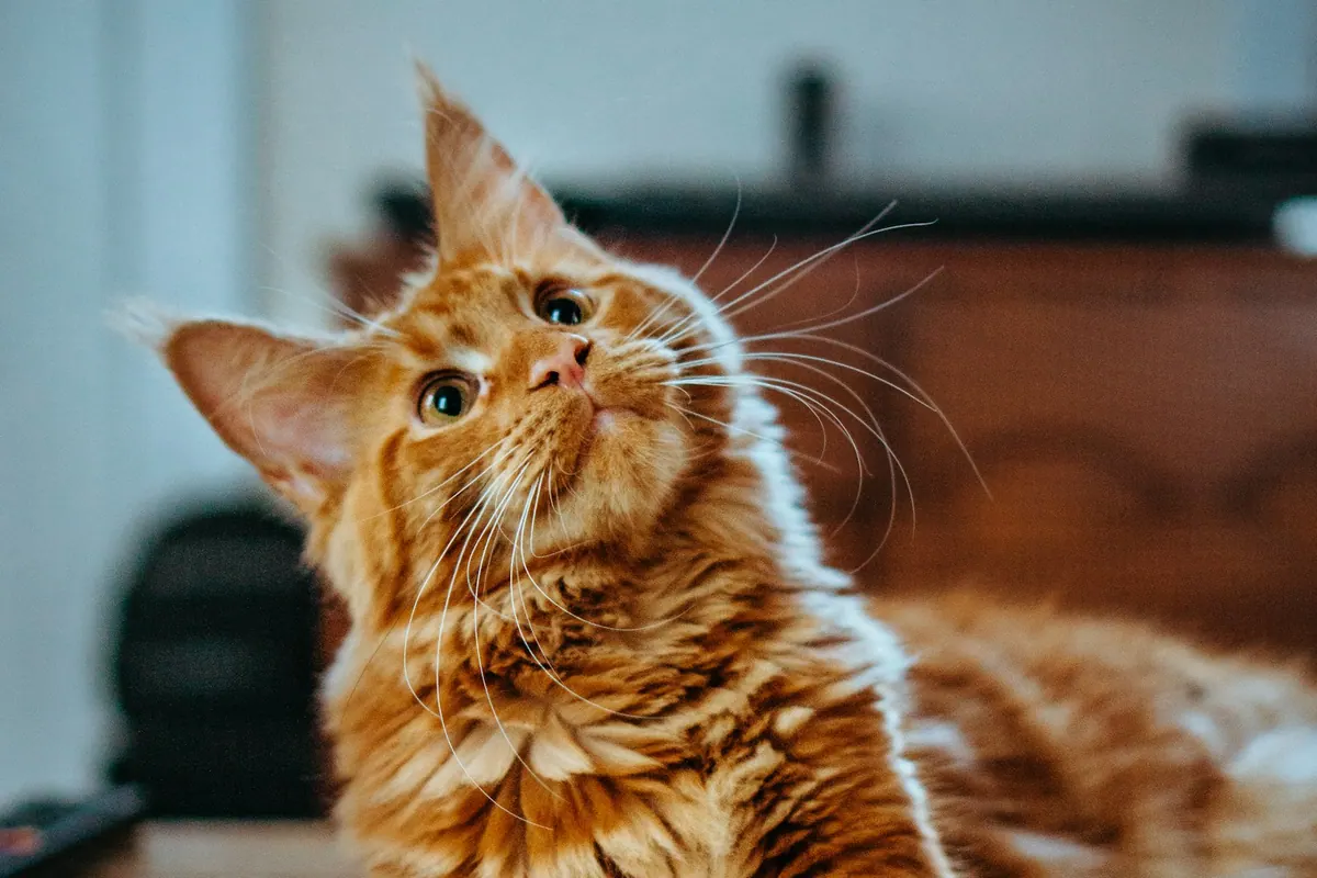 Cat water fountain hydration station idea for indoor cats