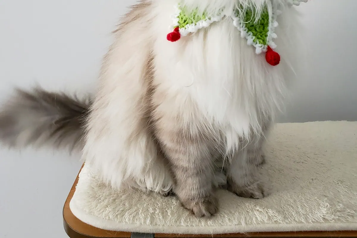 Quiet cat water fountain bedroom buying cue for noise-sensitive homes
